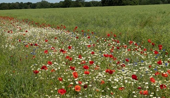 How to manage in-field flowering strips